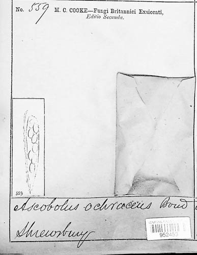 Coprotus image